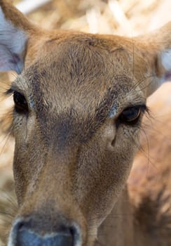 face young deer close up