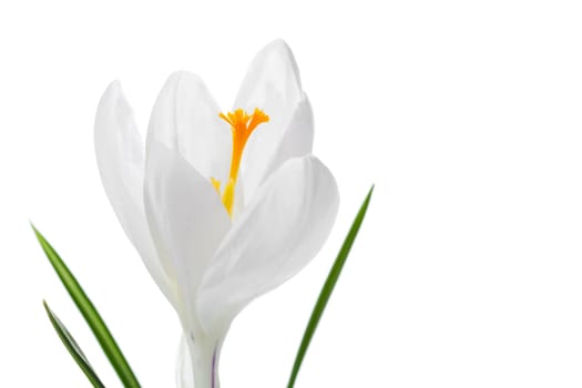 Crocus white
