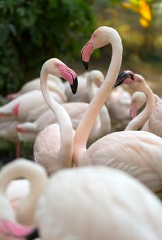 pink flamingo on a background of green foliage