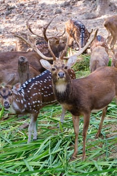 herd of deer in zoo