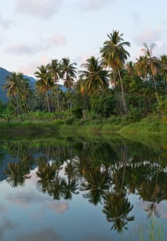Coco-trees and reflection at backwaters of Koh Chang, Thailand