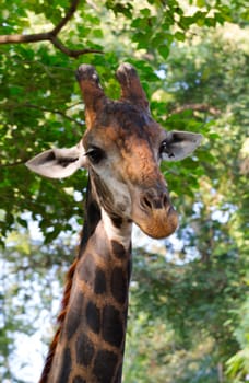 Giraffe head portrait on green background