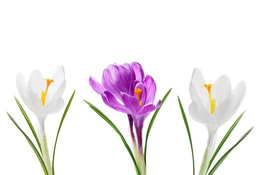 Crocuses