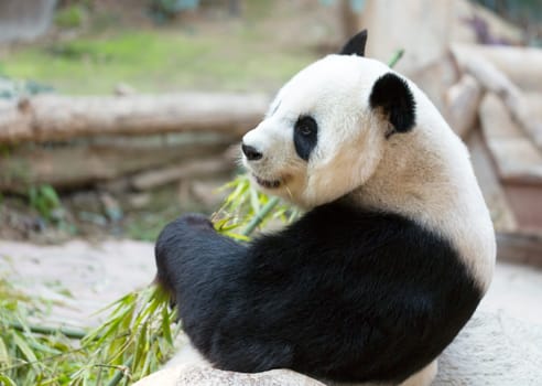 Portrait of giant panda bear. Chang Mai Zoo. Thailand