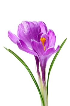 Crocus violet