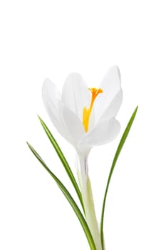 Crocus white