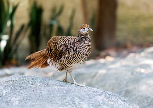 partridge (Arborophi la rufogularis) in Thai forest