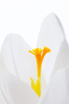 Crocus white