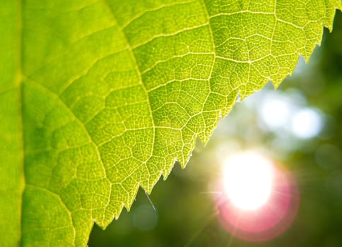 Beautiful green leaf with texture in foreground and sun beaming into the camera in background