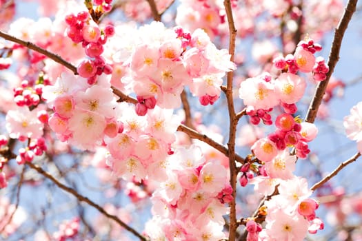 Pink cherry blossom in spring,the first shoots on the tree