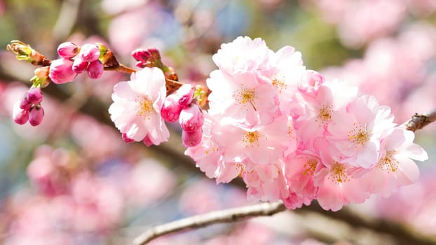 Pink cherry blossom in spring,the first shoots on the tree