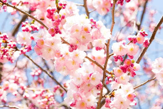 Pink cherry blossom in spring,the first shoots on the tree