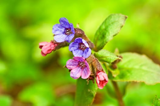 Lungwort,Pulmonaria officinalis