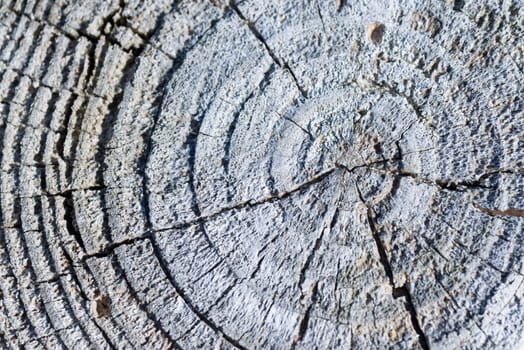 weathered tree disc