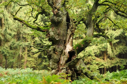 Oak in fern