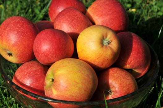 Apples without (New York)