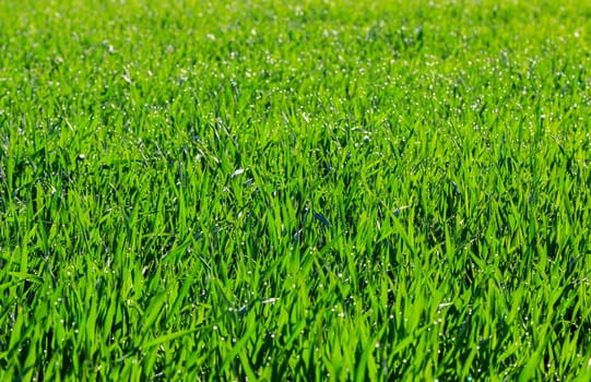 Fresh thick grass with water drops, Selective focus.