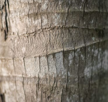 Close up view of palm tree bark as abstract natural background. Dry brown and grey rind in cracks. Wood textured background. Nature and abstract backdrops and wallpapers.