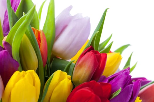 Tulip bouquet