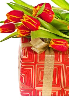Red tulip with petals fringed by yellow and gift box, it is isolated on white