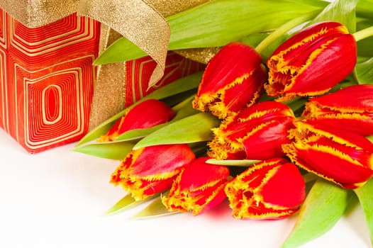 Red tulip with petals fringed by yellow and gift box, it is isolated on white