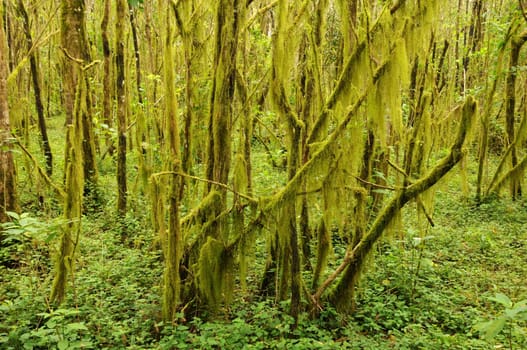 Scalesia Forest