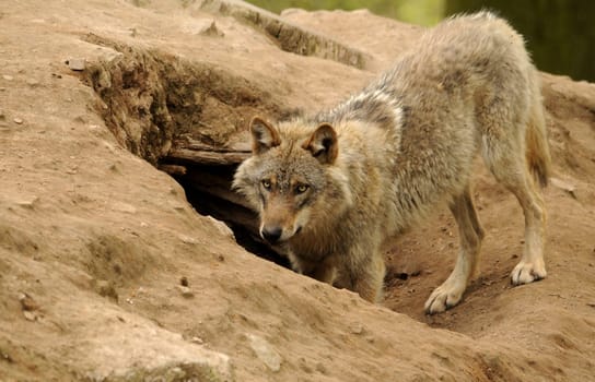 At the Wolf's Cave
