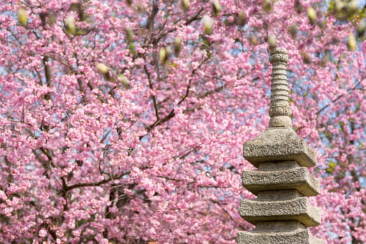 Japanese garden with cherry tree,spring with pink blossoming cherry blossoms