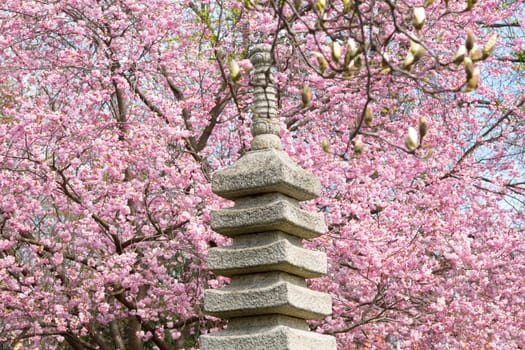 Japanese garden with cherry tree,spring with pink blossoming cherry blossoms