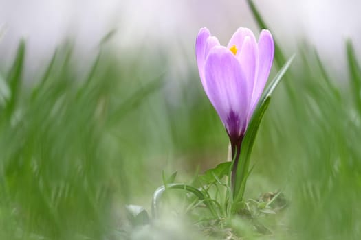 The crocus in a delicate pastel colour