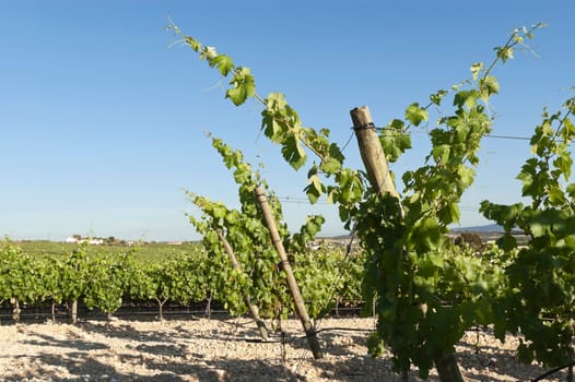 Vineyard in the fruit set season, Borba, Alentejo, Portugal