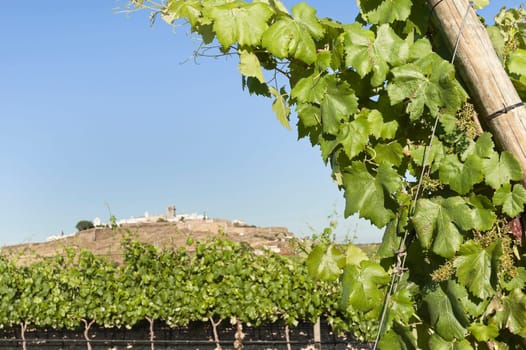 Vineyard in the fruit set season, Borba, Alentejo, Portugal