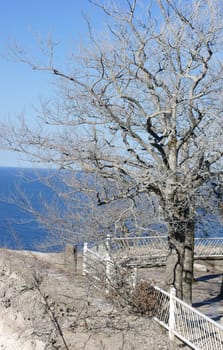 The edge of the chalk cliff,Königsstuhl,on the island of Rügen with striking white trees.