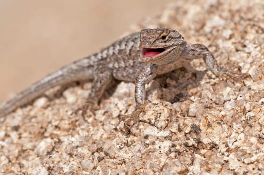 Desert spiny iguana