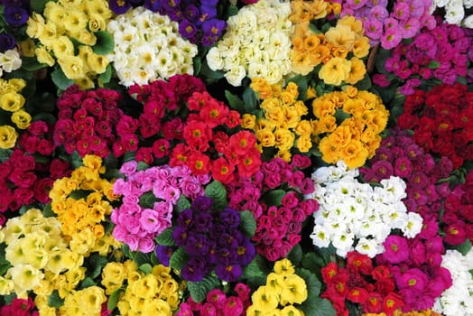 a bunch of flowers