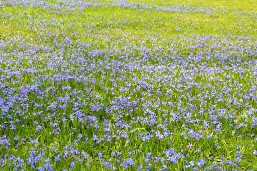 A meadow with blue stars in spring