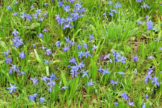 A meadow with blue stars in spring
