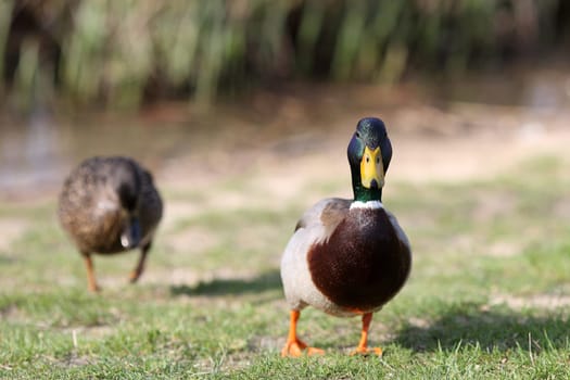 Details of a couple of mallard lying down in grass