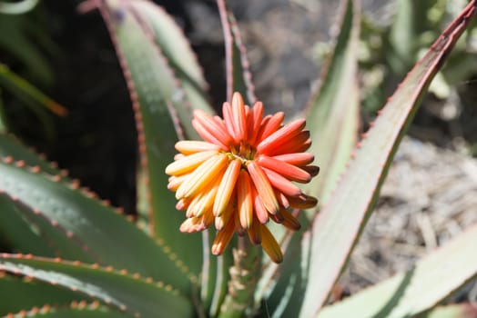 red blossom aloe vera
