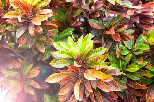 Sun shining through bright lush foliage of plant. Yellow, orange and green leaves. Tree of different colors. Flower with bunches of green striped golden leaves. Beautiful colored background.