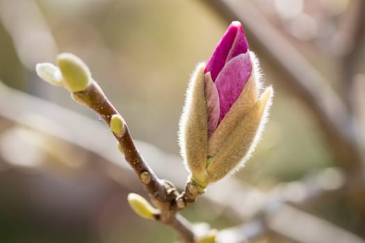 Magnolia,close-up of plant with bud