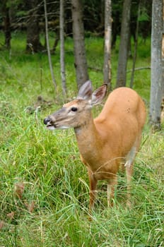 female deer