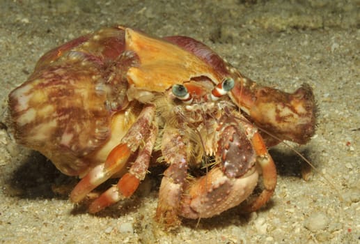 Hermit crab in a snail shell