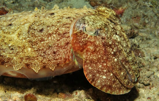Young cuttlefish