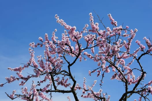 Almond