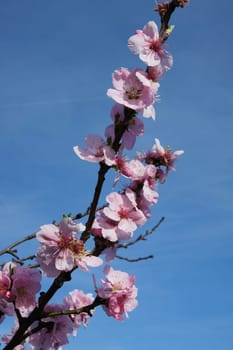Almond blossoms