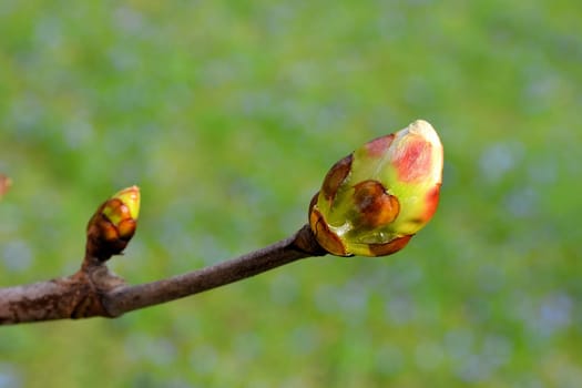 Bud of a chestnut tree in a park in spring