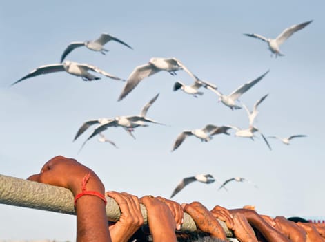 Horizontal capture of passengers standing on the deck of a ferry from Bet Dwarka to mainland India holding on to a handrail for safety and stability with seagulls hovering overhead for food to be thrown. Shot location was Gujarat, India but fairly generic for India.