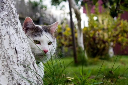 photo of the white cat looking in camera and hiding behind the tree