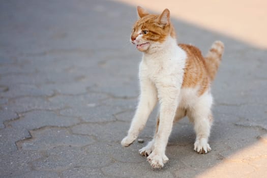 agressive street cat prepairing to attack